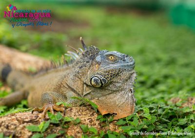 Granja de Garrobos _diria_naturaleza