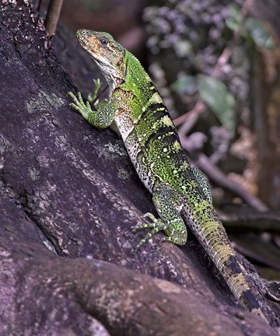 Iguana verde_nagarote_naturaleza_gal3