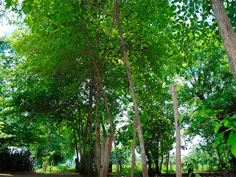 Erdbeerbäume,-Gemeinschaft-El-Piñuelar_larreynaga_naturaleza_gal5