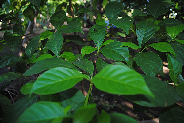 Madroño_leon_naturaleza_gal6