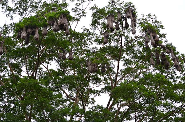 Nido de oropéndolas_villadelcarmen_naturaleza_gal_(4)