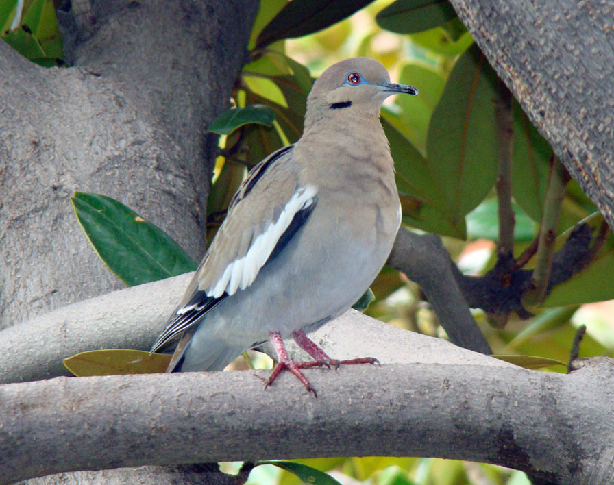 Whitewing Pigeon_larreynaga_nature4