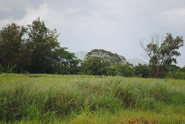 Pasto natural_larreynaga_naturaleza_gal4