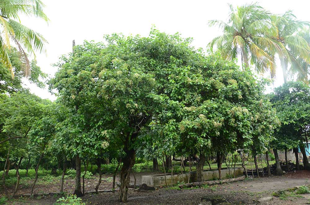 Traditionelle Patios_diria_naturaleza_gal4