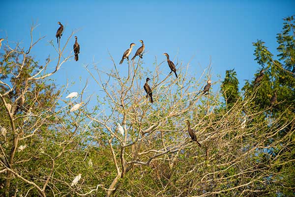 Wildente, See Managua_managua_naturaleza_gal9
