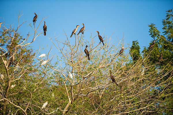 Pato chancho, Lago de Managua_managua_naturaleza_gal9