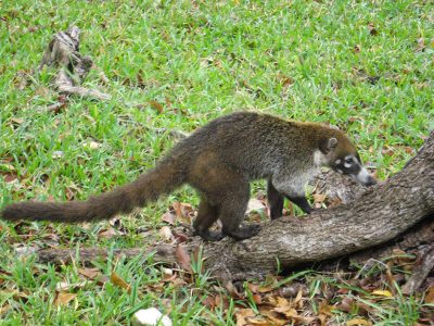 coati