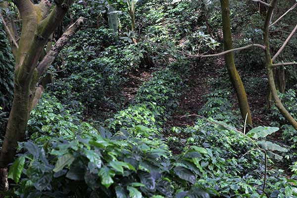 Kaffeeplantage _elcrucero_naturaleza_gal3