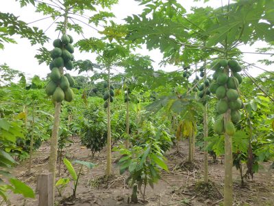 Plantillo de Papaya_santarosa_naturaleza4