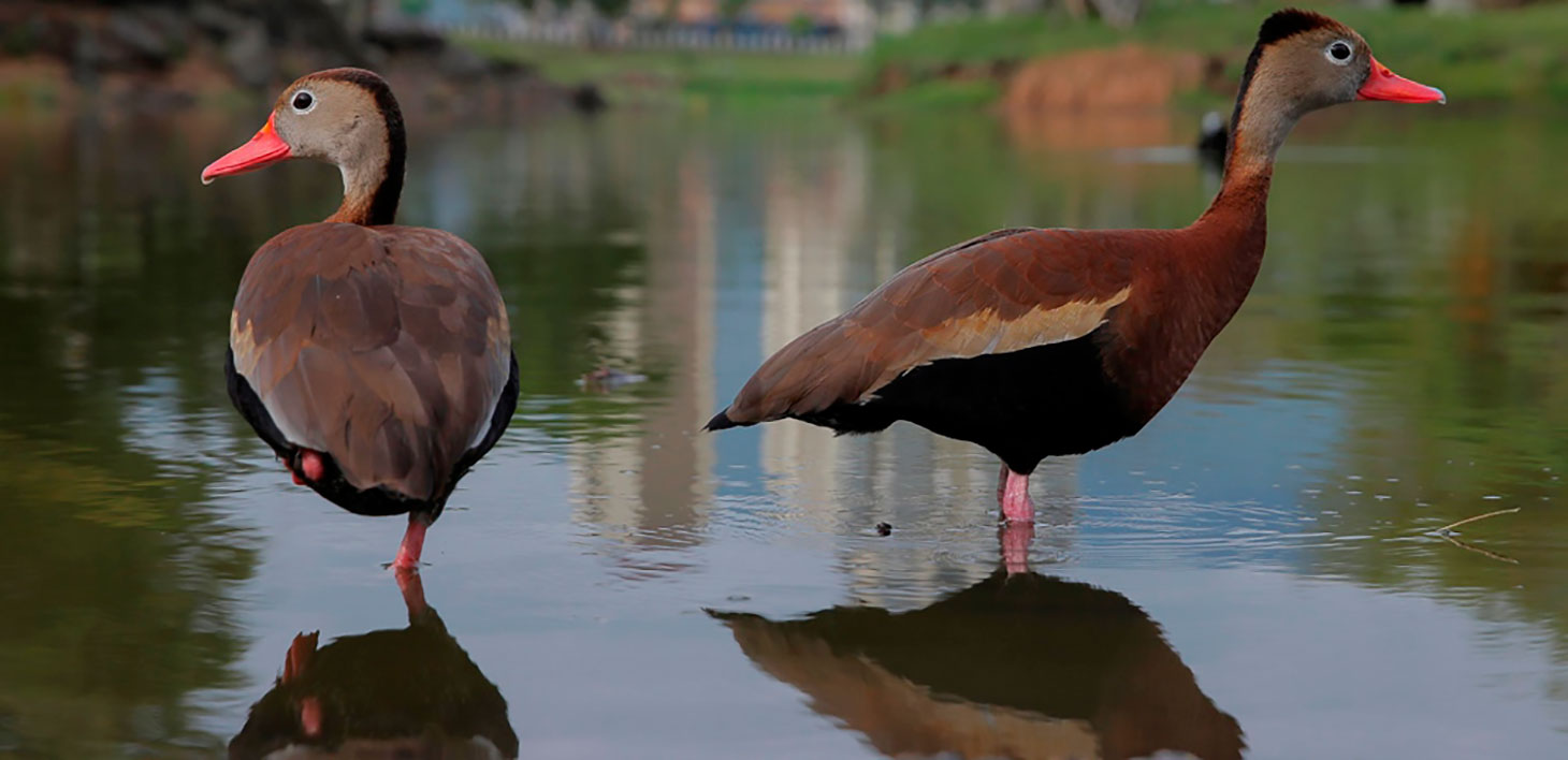 Píches mateare_naturaleza2