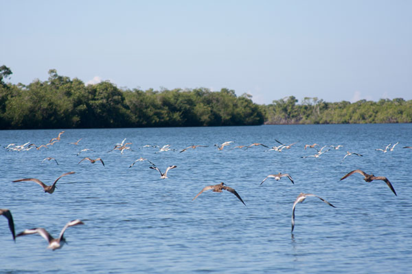 Tamarindo River_nagarote_natural_gal1