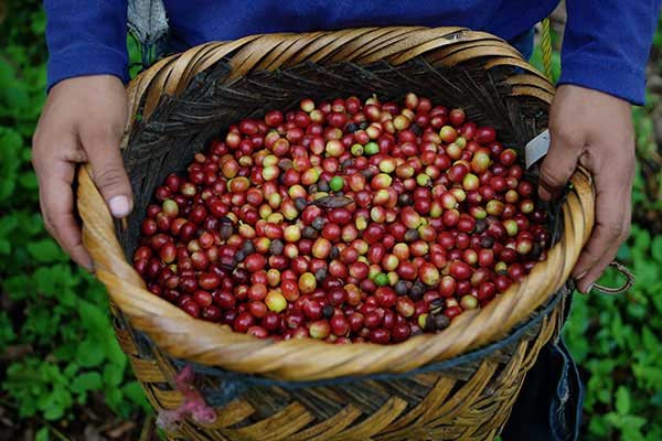 Raccolta del caffè_elcrucero_naturaleza_gal7