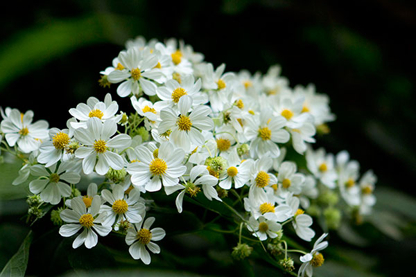 Refugio de vida silvestre Chocoyero-El Brujo _ticuantepe_naturaleza_gal4