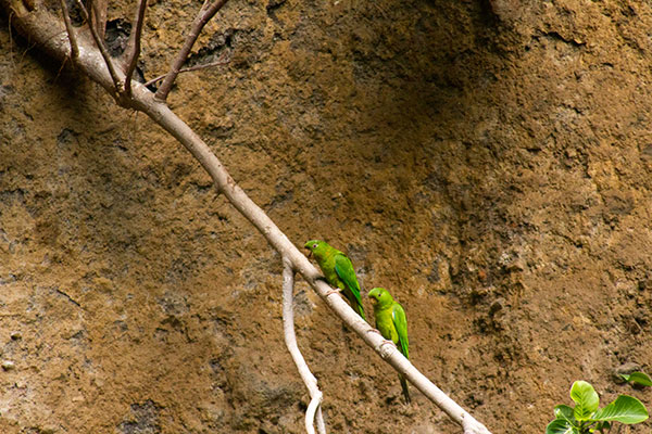 Refugio de vida silvestre Chocoyero-El Brujo_ticuantepe_naturaleza_gal2