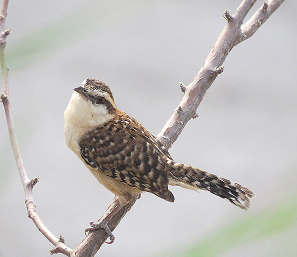 Saltapiñuela_quezalguaque_naturaleza_gal4