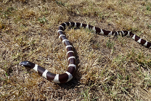 Serpiente coral_telica_naturaleza_gal2