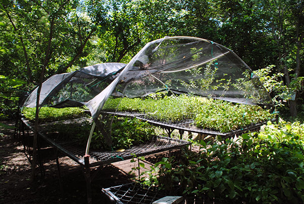 Vivero La Guayabita_sanfrancisco_naturaleza_gal2