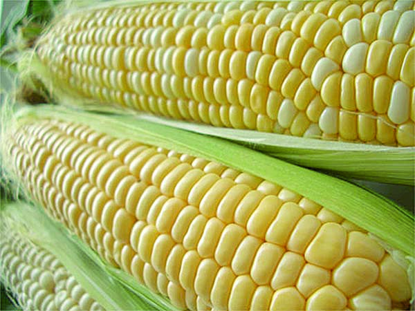 New corn