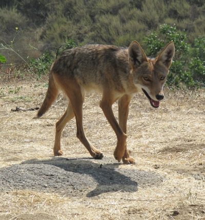 Coyote