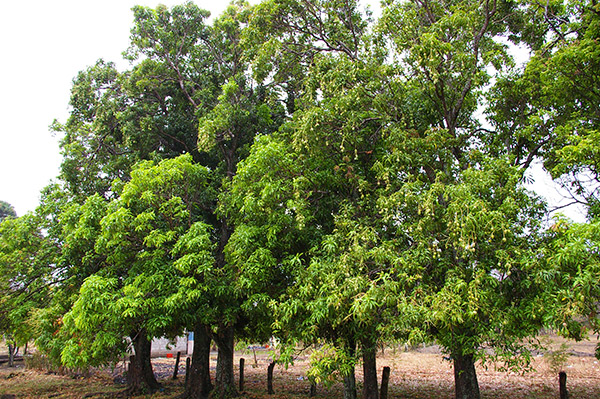 Árboles de mango_quezalguaque_naturaleza_gal1