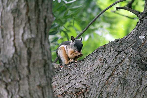 Eichhörnchen_potosi_nature_gal2