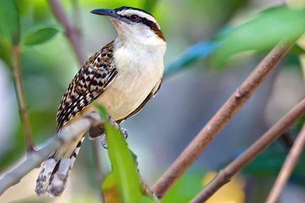 Jumping bird _buenosaires_naturaleza_gal1