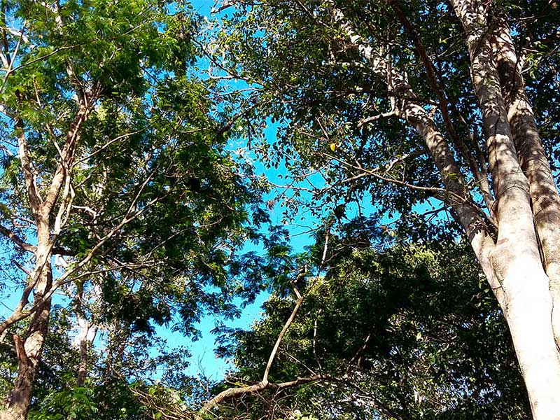 Forest-of-Gallery-_belen_naturaleza3