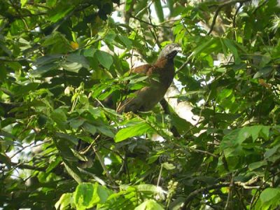 Chachalaca_moyogalpa_galeria_naturaleza5