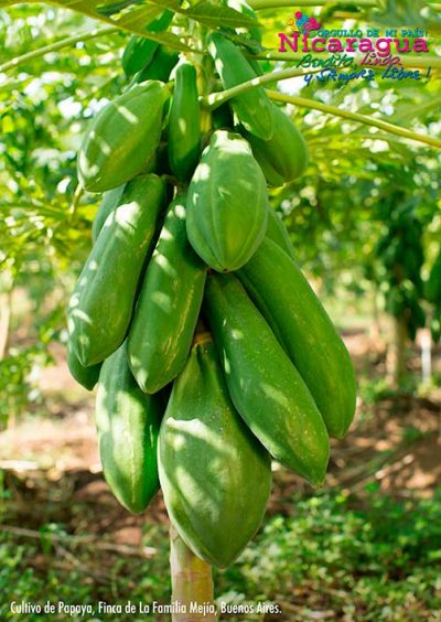 Cultivo-de-papaya-buenosaires_naturaleza2