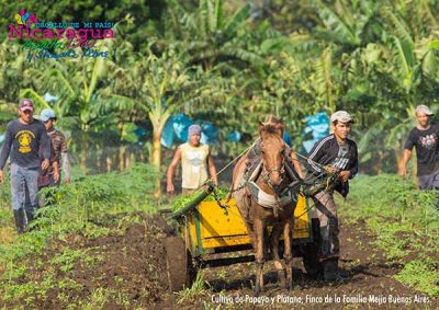 Cultivation of papaya and banana_buenosaires_naturaleza_gal2
