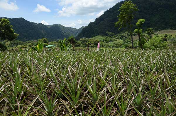 Pineapple cultivation _granada_cultura_gal4