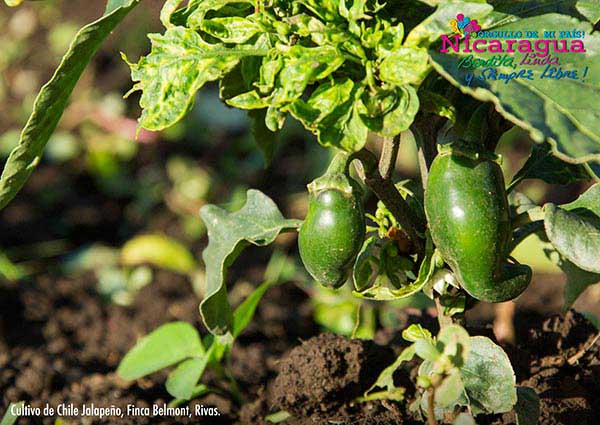 Jalapeño pepper crops_rivas_naturaleza_gal5