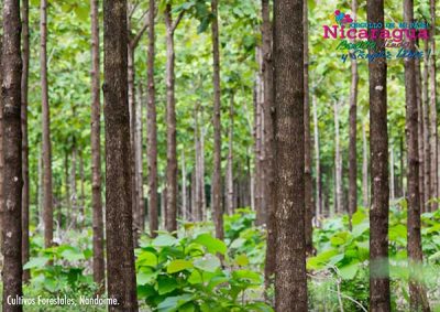 Cultivos forestales _nandaime_naturaleza_gal2