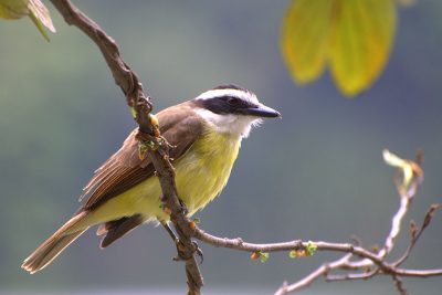 Güis_altagracia_naturaleza5