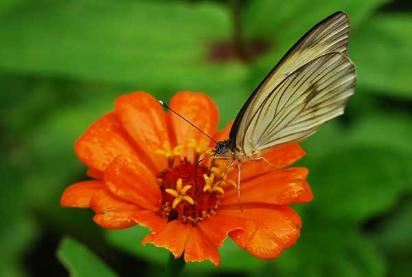 Schmetterling und Zierpflanzen_moyogalpa_galeria_naturaleza2