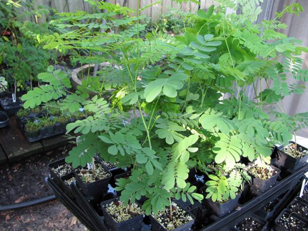 Moringa Planta Medicinal _diriomo_naturaleza3