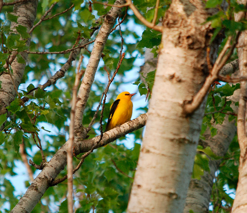 Oropendola_belen_naturaleza2