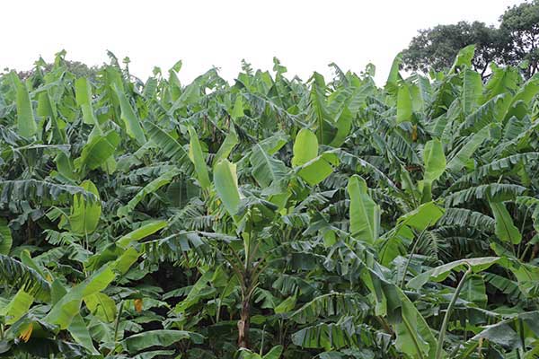 Banana plantations_rivas_naturaleza_gal2