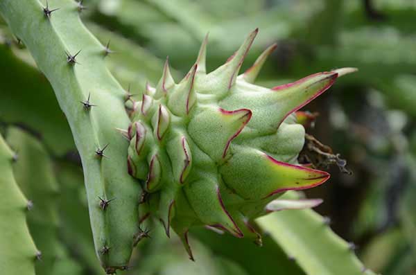 Herstellung von Pitahaya_moyogalpa_galeria_gastronomia1