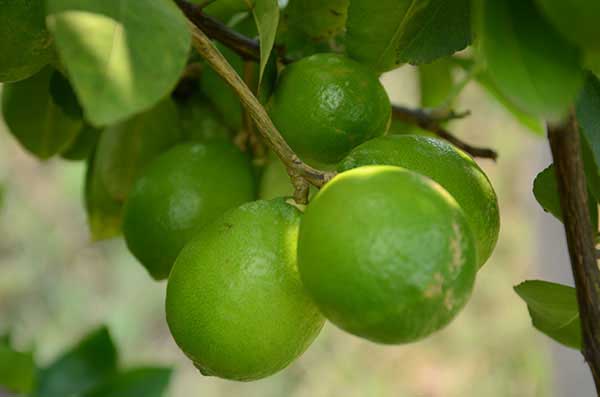 Producción de limones_moyogalpa_galeria_naturaleza3