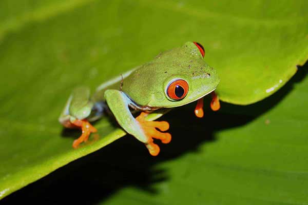 Red-eyed frog _nandaime_naturaleza_gal4