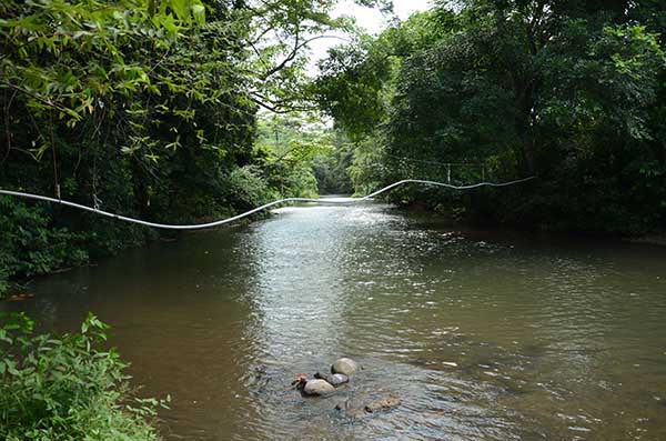 Río Mena cardenas_naturaleza_gal4