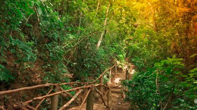 Sendero_cardenas_naturaleza6