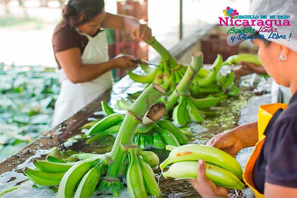 Separation of bananas for trade_altagracia_gastronomia_gal5