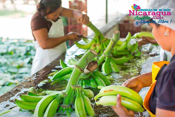 Separación de plátanos para comercio_altagracia_gastronomia_gal5