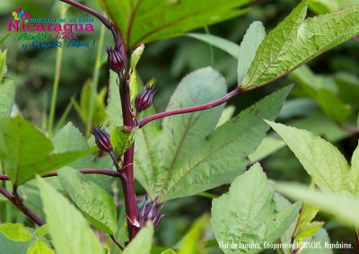 flor de Jamaica, Cooperativa Hibiscus_nandaime_naturaleza1