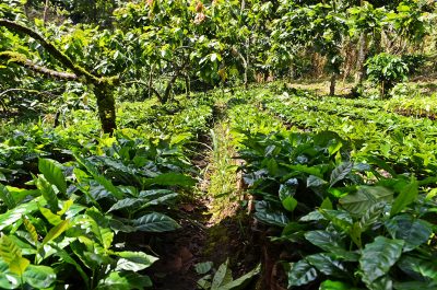 Coffee plantation