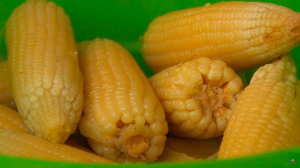 Elotes Cocidos