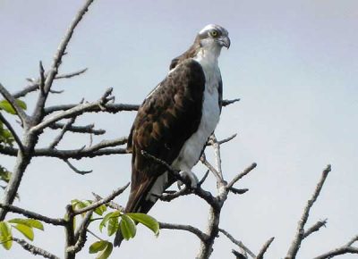 Águila pescadora _altagracia_naturaleza_gal8