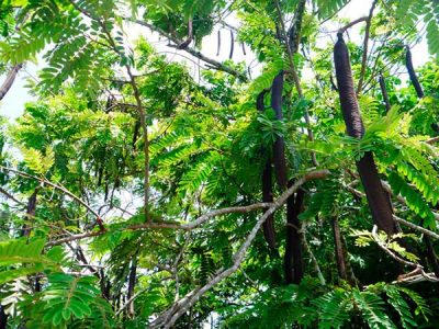 Árbol de Carao_belen_naturaleza_gal2